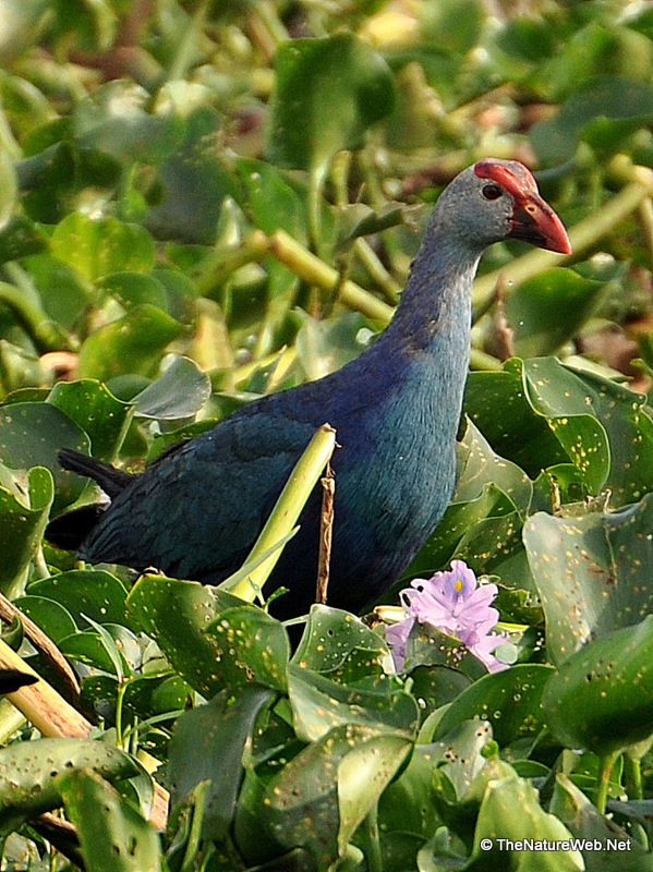 Grey-headed Swamphen